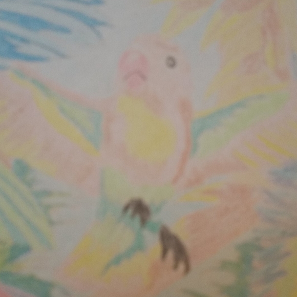 Original Parrots Birds colored pencil Drawing - Picture 5 of 8